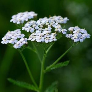 Přírodní voda Řebříček obecný Achillea millefolium 1 l