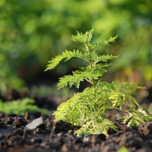 Přírodní voda Pelyněk roční Artemisia annua 1 l