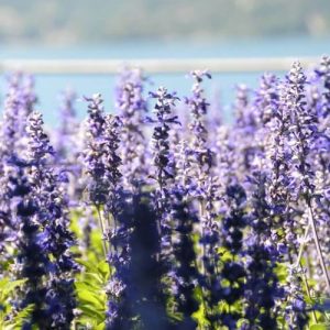 Bio voda ze Šalvěje muškátové Salvia sclarea 1 l