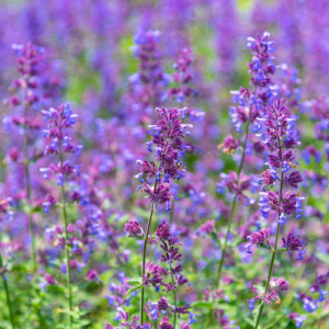 Naturální voda Šanta kočičí Napeta cataria 1 l