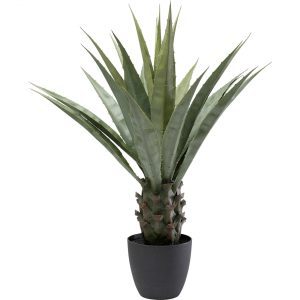 KARE Design Dekorativní rostlina Agave 85cm