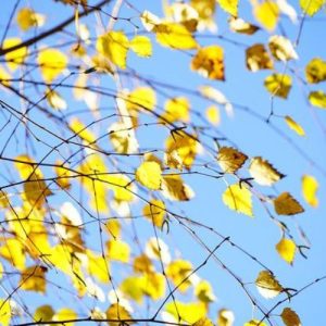 Naturální voda Bříza Bílá Betula alba 1 l