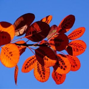 Přírodní voda Ruj vlasatá -Cotinus coggygria water 1 l