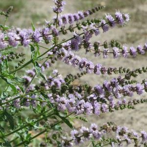 Máta klasnatá – Přírodní voda – Mentha spicata  1 l