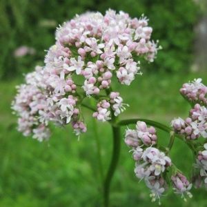 Přírodní voda Kozlík lékařský Valeriana officinalis 1 l