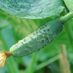 Naturální voda Okurková voda-Cucumis Sativus 1 l