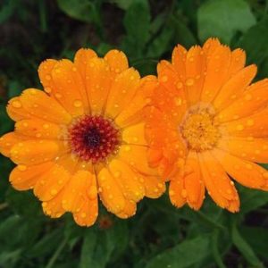 Přírodní voda Měsíček lékařský Calendula officinalis 1 l