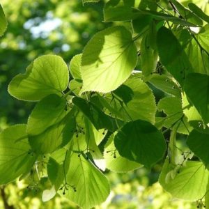 Přírodní voda Lípa Tilia 1 l