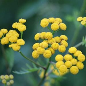 Bio voda ze Slaměnky italské Helichrysum italicum 1 l