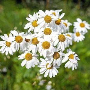 Bio Heřmánková voda Matricaria chamomilla 1 l