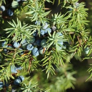 Bio voda z Jalovce Juniperus communis 1 l