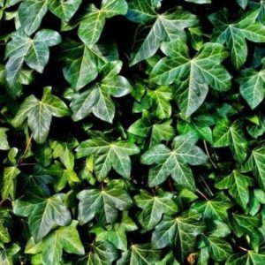 Břečťan popínavý – Přírodní voda – Hedera helix 1 l