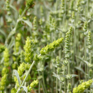 Naturální voda z Ránhoje horského Sideritis scardica 1 l