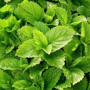 Bio Meduňková voda Melissa officinalis 1 l