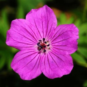 Přírodní voda Kakost oddenkatý Geranium macrorrhizum 1l